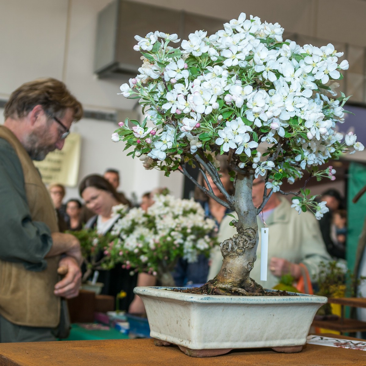 2019.04.06 Blhendes sterreich in Wels